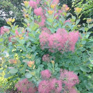 COTINUS coggygria (Arbre à perruques)