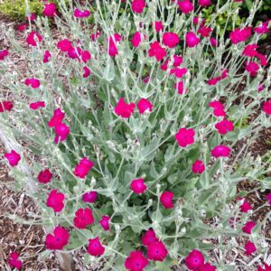 LYCHNIS coronaria (Coquelourde)