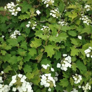 HYDRANGEA quercifolia  (Hortensia à feuilles de chêne)