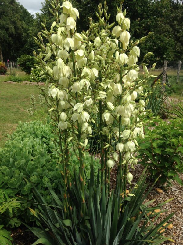 YUCCA filamentosa (Yucca nain) – Image 3