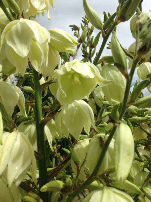 YUCCA filamentosa (Yucca nain) – Image 4