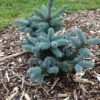 PICEA pungens 'Glauca Globosa'  (Epicéa bleu nain du Colorado) – Image 3
