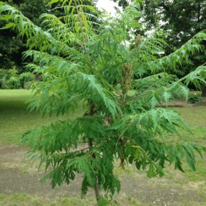 RHUS typhina 'Dissecta' (Sumac de Virginie aux feuillage découpé)