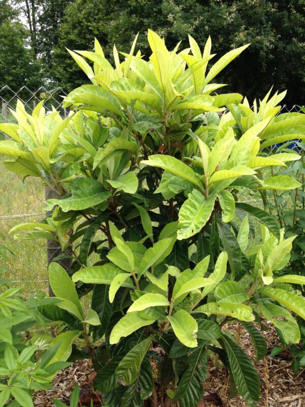 ERIOBOTRYA japonica  (Néflier du Japon)