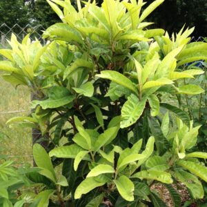 ERIOBOTRYA japonica  (Néflier du Japon)