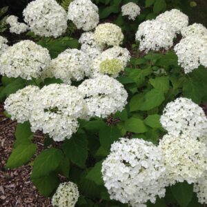 HYDRANGEA arborescens 'Annabelle' (Hortensias)