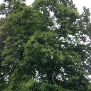 CASTANEA sativa  (Chataigner)