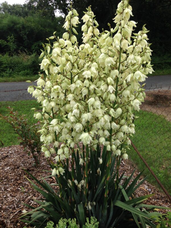 YUCCA filamentosa (Yucca nain) – Image 6