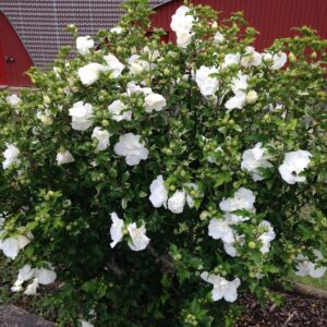 HIBISCUS syriacus (Althéa Blanc double, Lavande double)