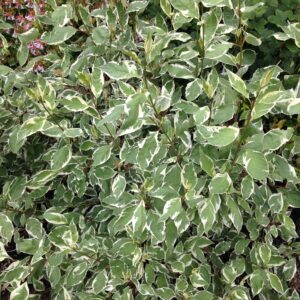 CORNUS alba 'Elegantissima' (Cornouiller panaché)