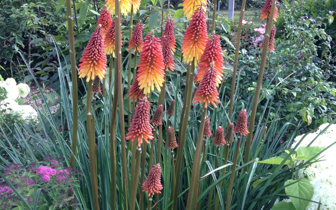 KNIPHOFIA uvaria ‘Grandiflora’