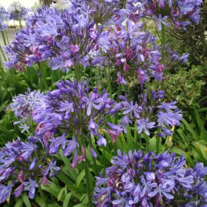 AGAPANTHUS africanus (Agapanthe)