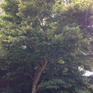 ACER palmatum (Érable du Japon)