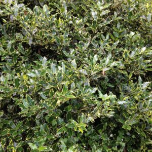 ILEX aquifolium  'Madame Briot'  (Houx panaché)