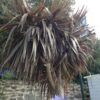 CORDYLINE indivisa  'Purpurea' – Image 3