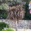 CORDYLINE indivisa  'Purpurea' – Image 2