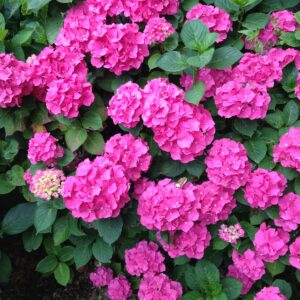 HYDRANGEA macrophylla (Hortensia, fleurs en boules) (Blanc, Bleu, Rose, Rouge)