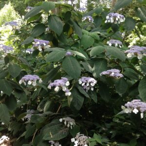HYDRANGEA sargentiana (Hortensias à feuilles de velours)