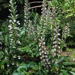 ACANTHUS mollis (Acanthe)