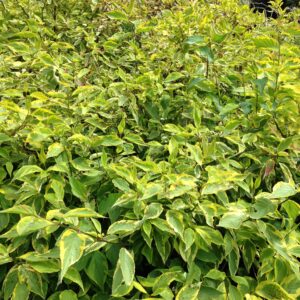CORNUS alba 'Gouchaultii' (Cornouiller panaché)