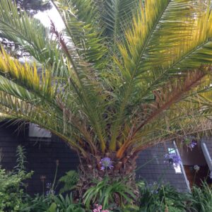 PHOENIX canariensis  (Dattier des Canaries)