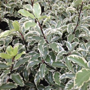 PITTOSPORUM tenuifolium 'Variegatum'