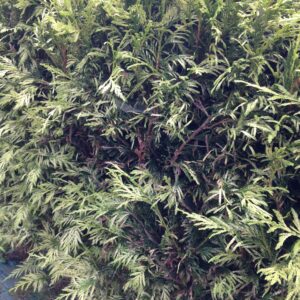 THUJA plicata 'Zebrina' (Thuya panaché)