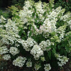 HYDRANGEA paniculata 'Unique' (Hortensias)