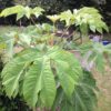 TETRAPANAX papyrifera – Image 3