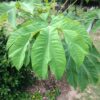 TETRAPANAX papyrifera – Image 2