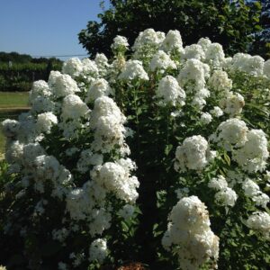 Phlox paniculata Fujiyama en plein massif fleuri