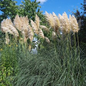 CORTADERIA selloana 'Gigantea'  (Herbe de la pampa)