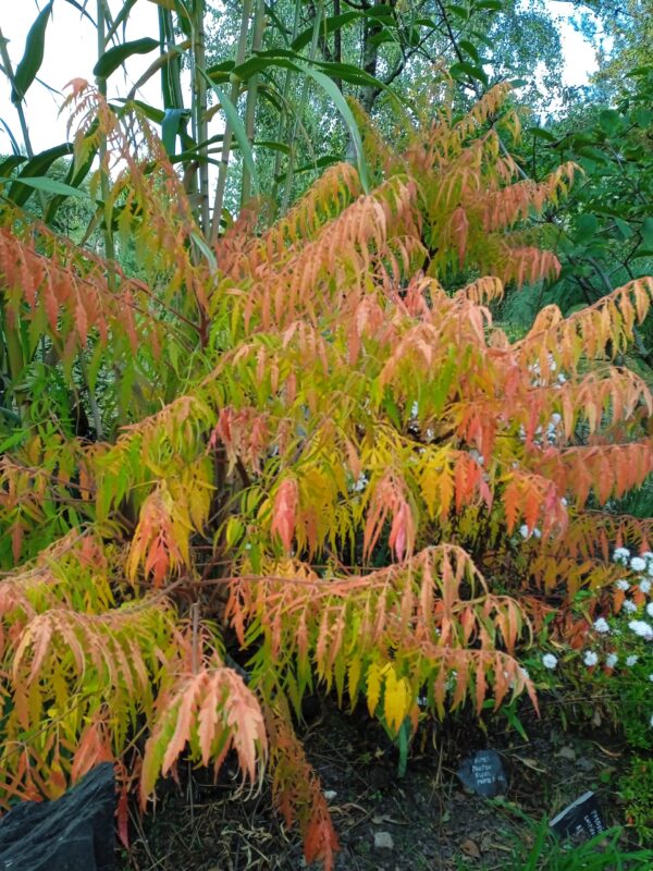 RHUS typhina 'Dissecta' (Sumac de Virginie aux feuillage découpé) – Image 10