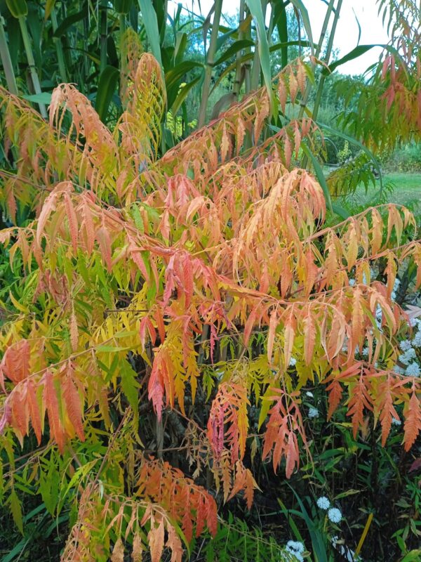 RHUS typhina 'Dissecta' (Sumac de Virginie aux feuillage découpé) – Image 9