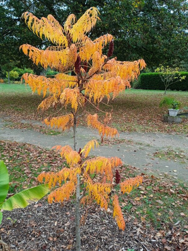 RHUS typhina 'Dissecta' (Sumac de Virginie aux feuillage découpé) – Image 8