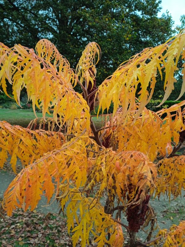 RHUS typhina 'Dissecta' (Sumac de Virginie aux feuillage découpé) – Image 7
