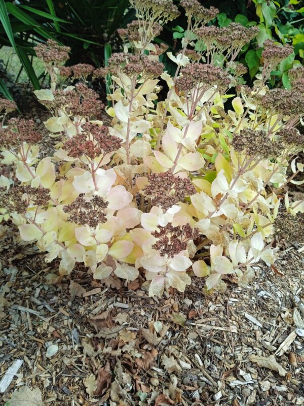 SEDUM spectabilis 'Brillant'  (Orpin rose) – Image 6