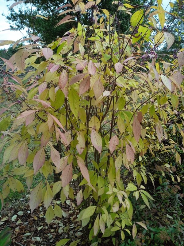 CALLICARPA bodinieri  'Profusion'  (Arbustes à bonbons) – Image 8