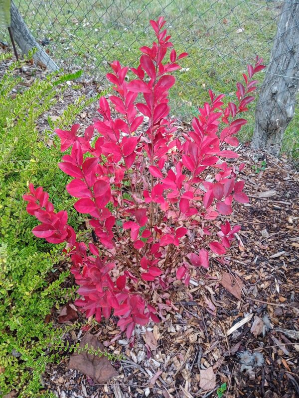 LAGERSTROEMIA  (Lilas des Indes) (Blanc, Rose, Rouge, Violet) – Image 7