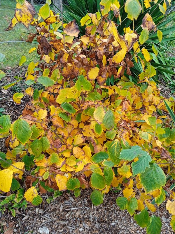 HAMAMELIS X intermedia  (Orange, jaune, rouge) – Image 5