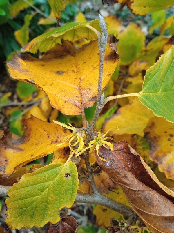 HAMAMELIS X intermedia  (Orange, jaune, rouge) – Image 6