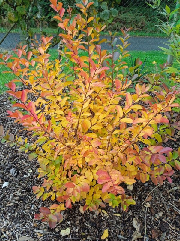 LAGERSTROEMIA  (Lilas des Indes) (Blanc, Rose, Rouge, Violet) – Image 8