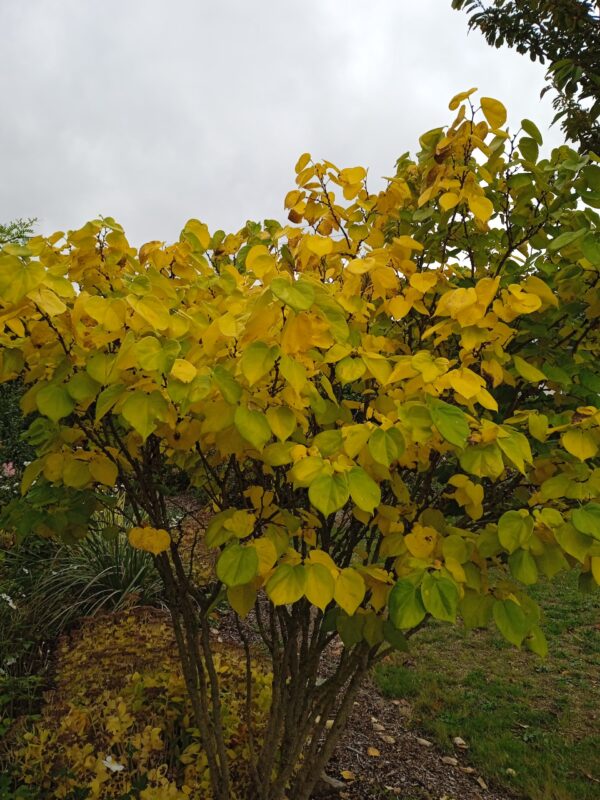 CERCIS siliquastrum  (Arbre de Judée) – Image 3