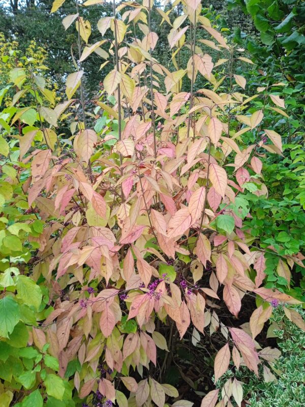 CALLICARPA bodinieri  'Profusion'  (Arbustes à bonbons) – Image 7
