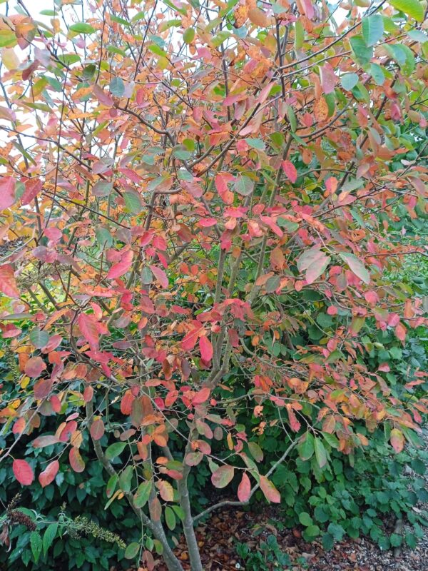 AMELANCHIER canadensis (Amélanchier du Canada) – Image 4