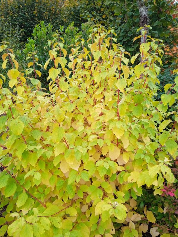 CORNUS sanguinea  'Midwinterfire'  (Cornouiller à bois orange) – Image 6
