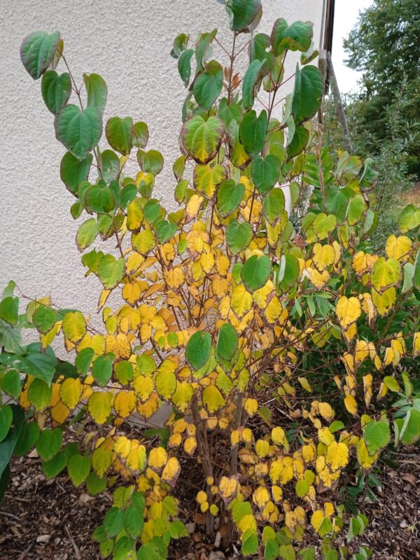 CERCIDIPHYLLUM japonicum  (Arbre caramel) – Image 2