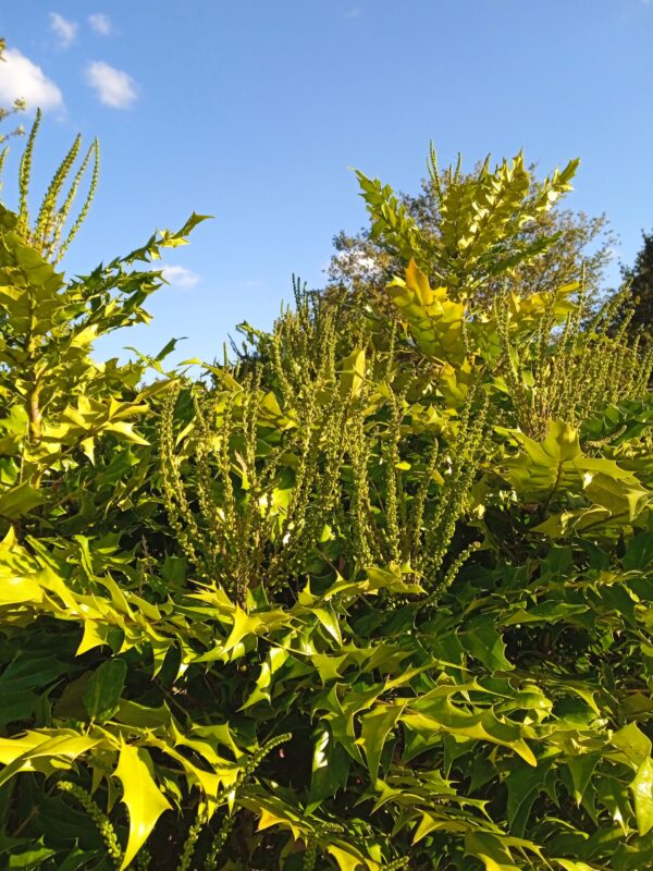 MAHONIA X media 'Charity' – Image 5