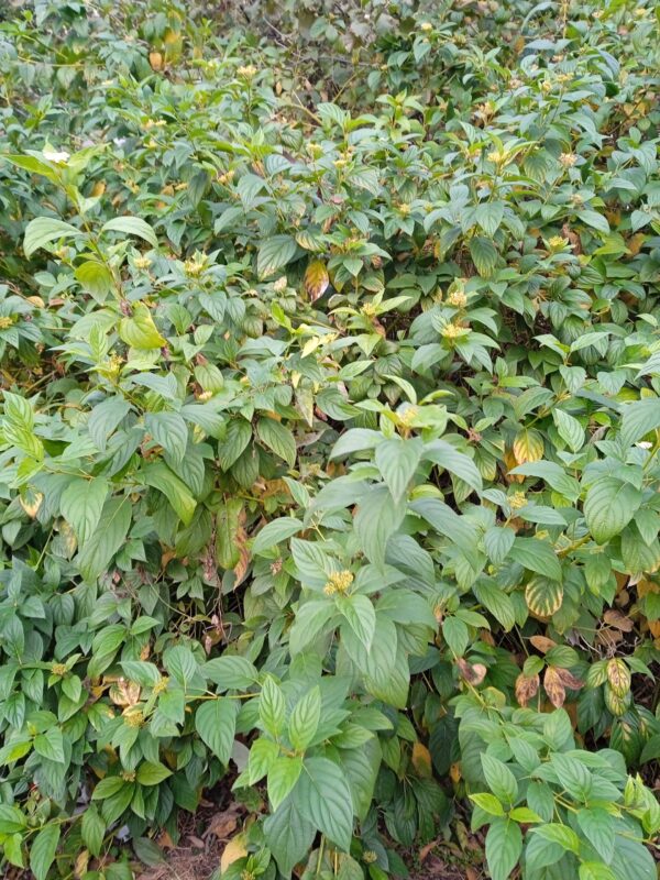 CORNUS stolonifera  'Flaviramea'  (Cornouiller à bois jaune) – Image 2