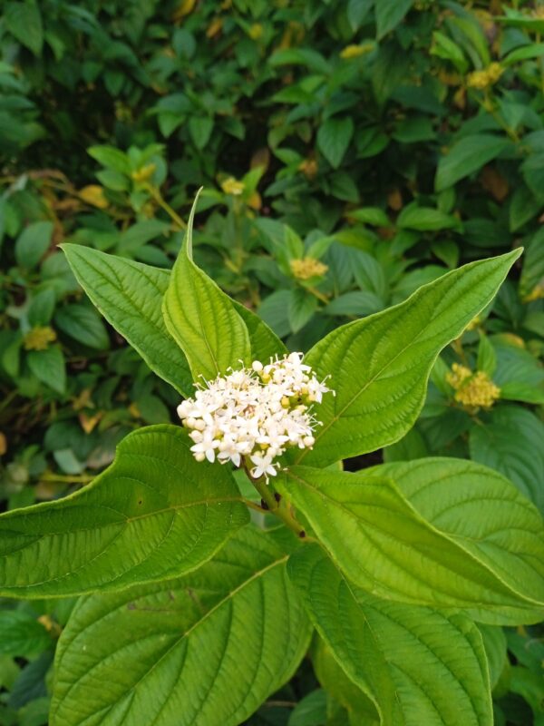 CORNUS stolonifera  'Flaviramea'  (Cornouiller à bois jaune) – Image 3